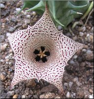 Huernia sp  Collenette